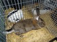 Największa w Polsce wystawa królików i drobnego inwentarza za nami